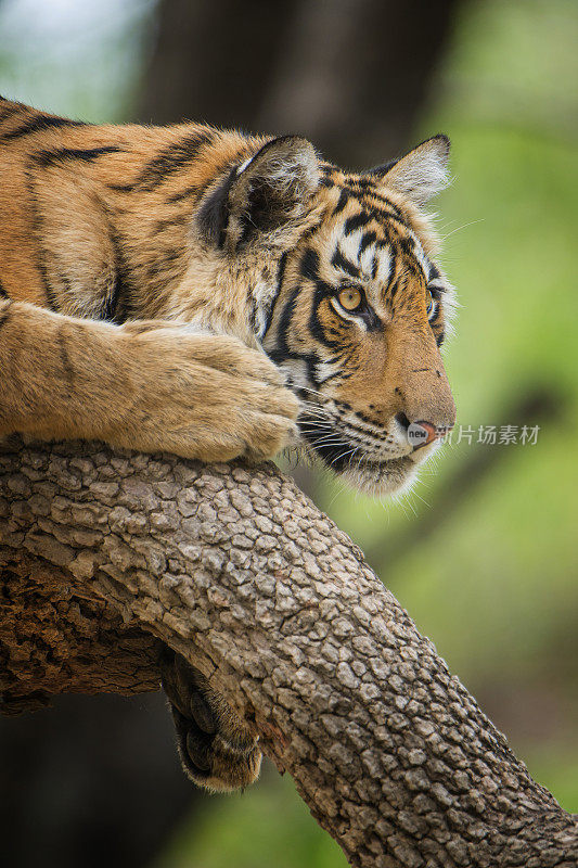 孟加拉虎(Panthera tigris tigris)在树上，野生动物拍摄